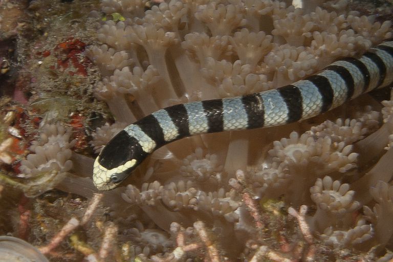 Venomous Sea Snake Facts