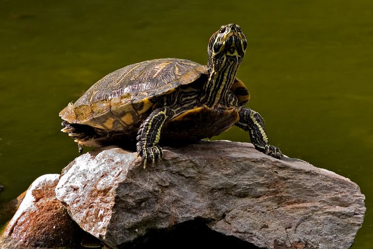 Turtle Pictures