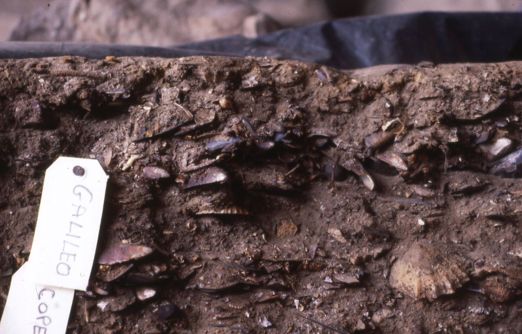 the-study-of-shell-middens-in-archaeology