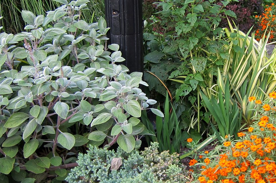 The Best Spiller Plants For Container Gardens