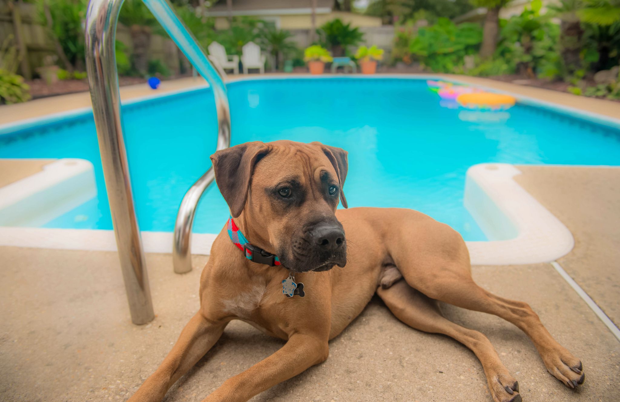 Protect Your Pets From Getting Sunburned