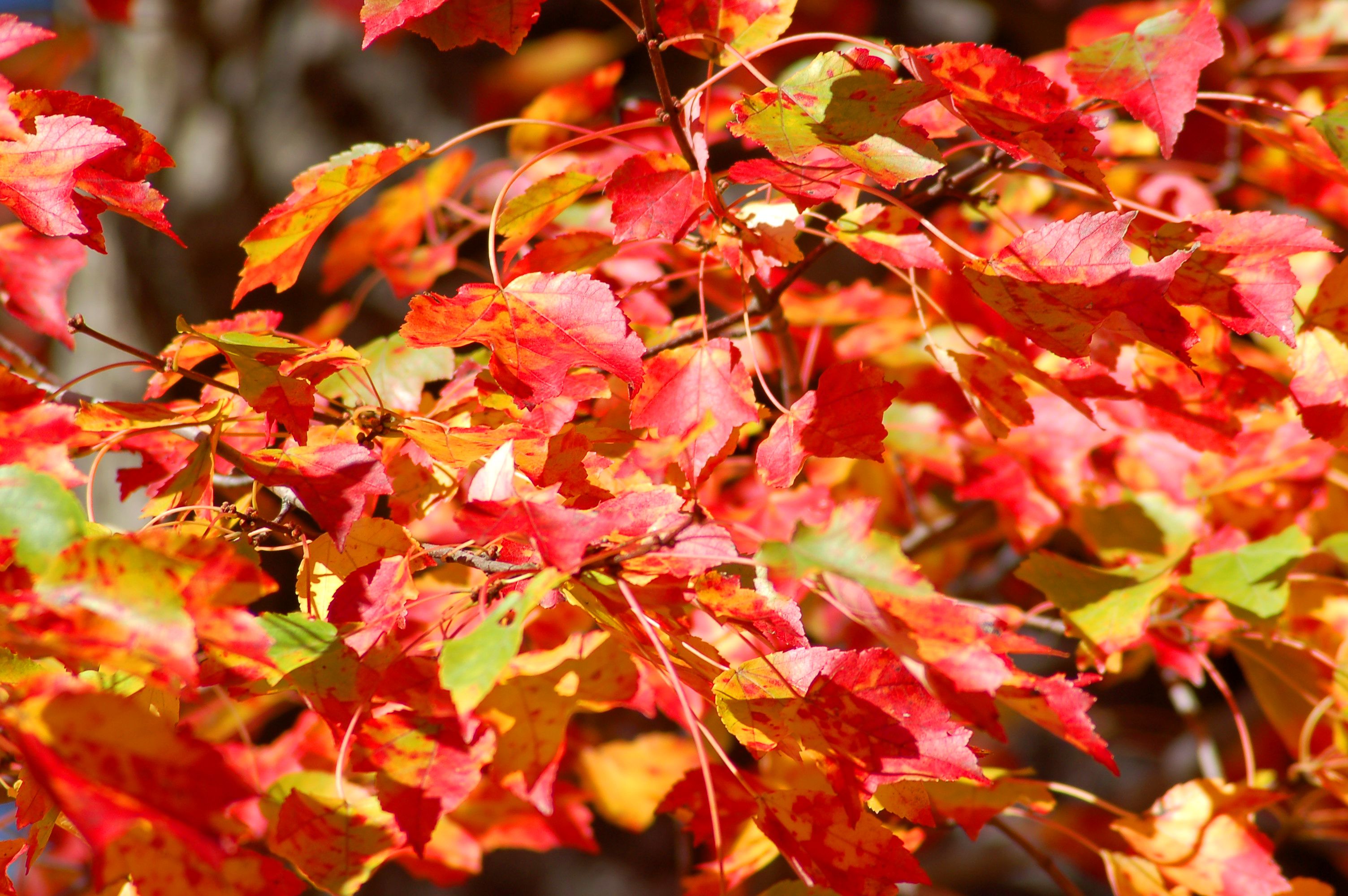 Best trees to plant in fall information