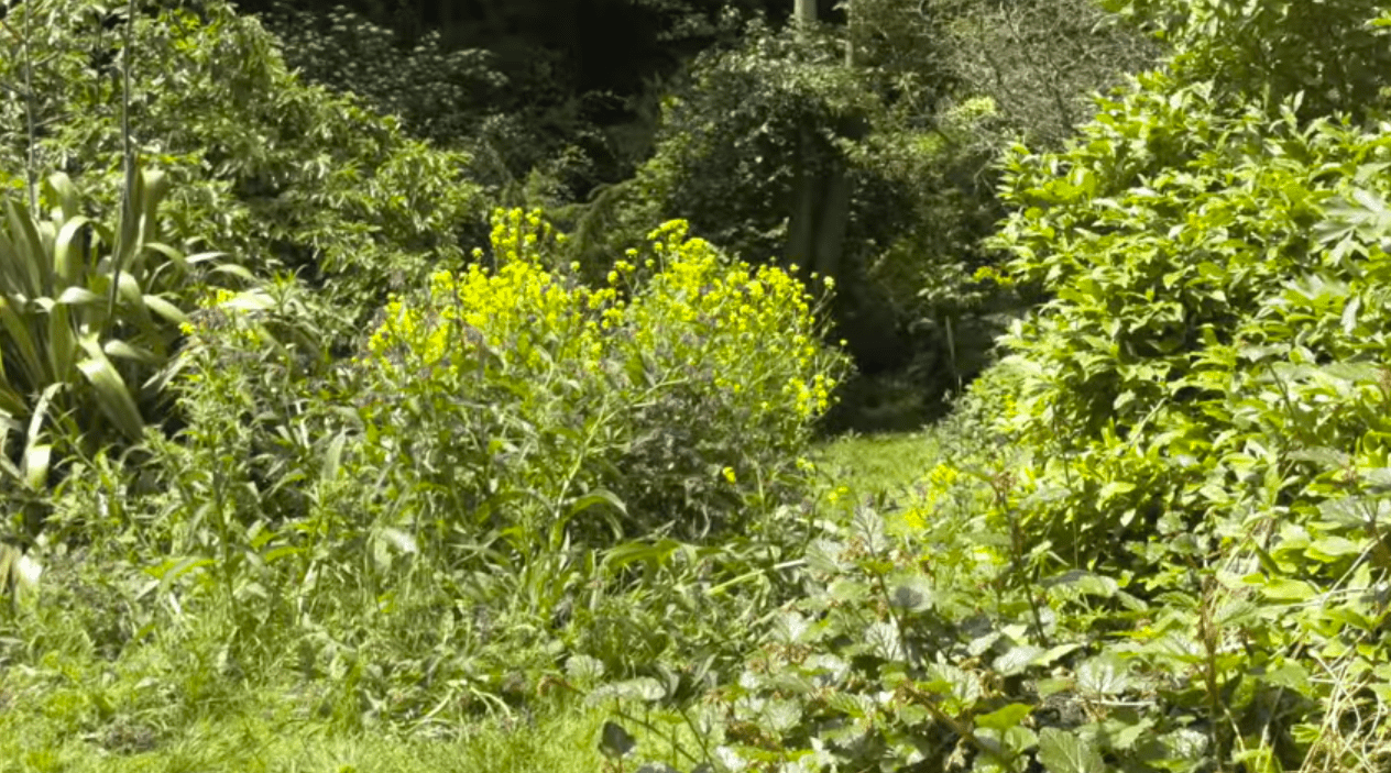 What Is a Forest Garden?