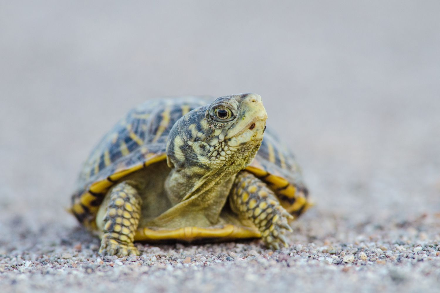 10 Fun Facts About Reptiles