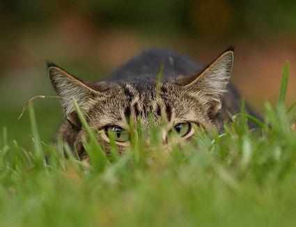 Keep Feral Cats Out of Your Yard - Safely and Easily