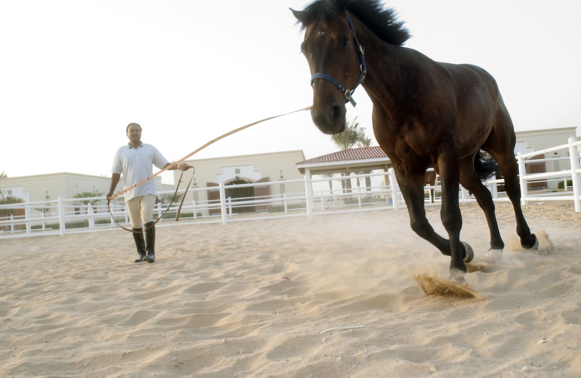 Learn About Being A Horse Trainer