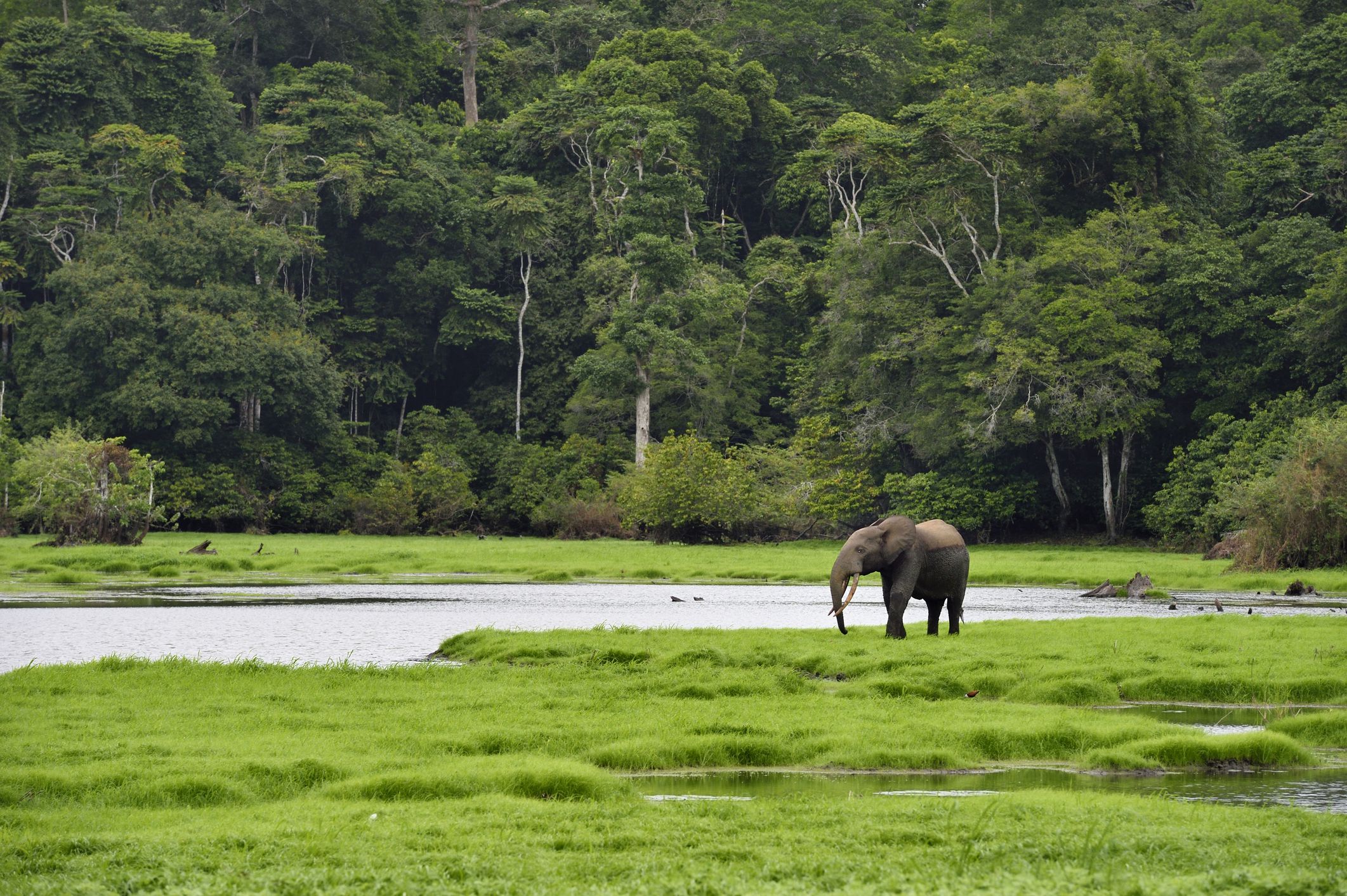 gabon africa facts        
        <figure class=