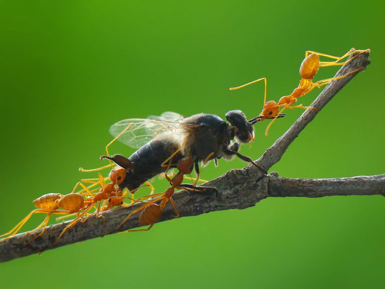 What Good Are Ants? Why We Can't Live Without Them