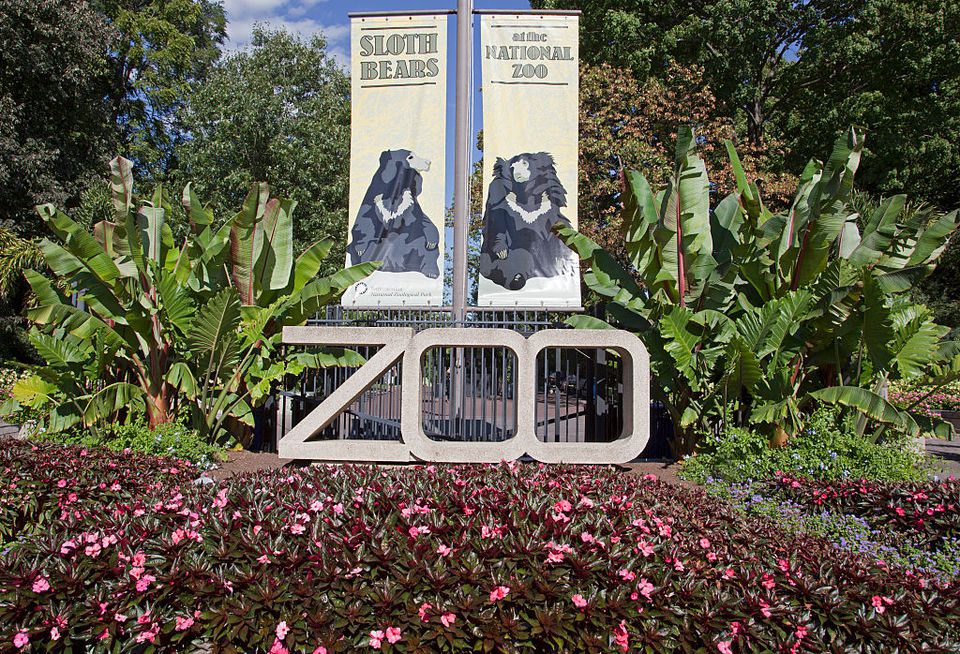 washington dc zoo tour