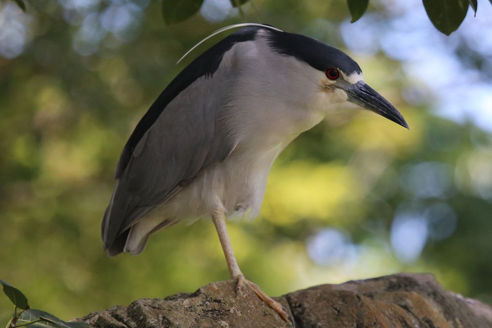 12 Birds That Sing at Night