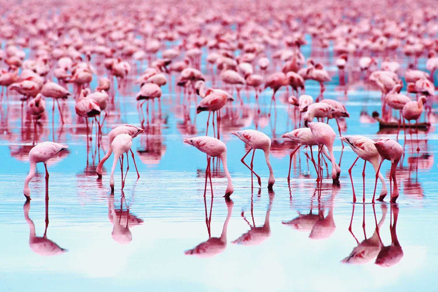 Why Are Flamingos the Color Pink?