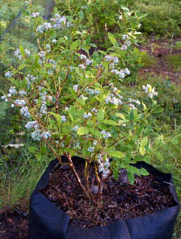 Growing Blueberries in Containers