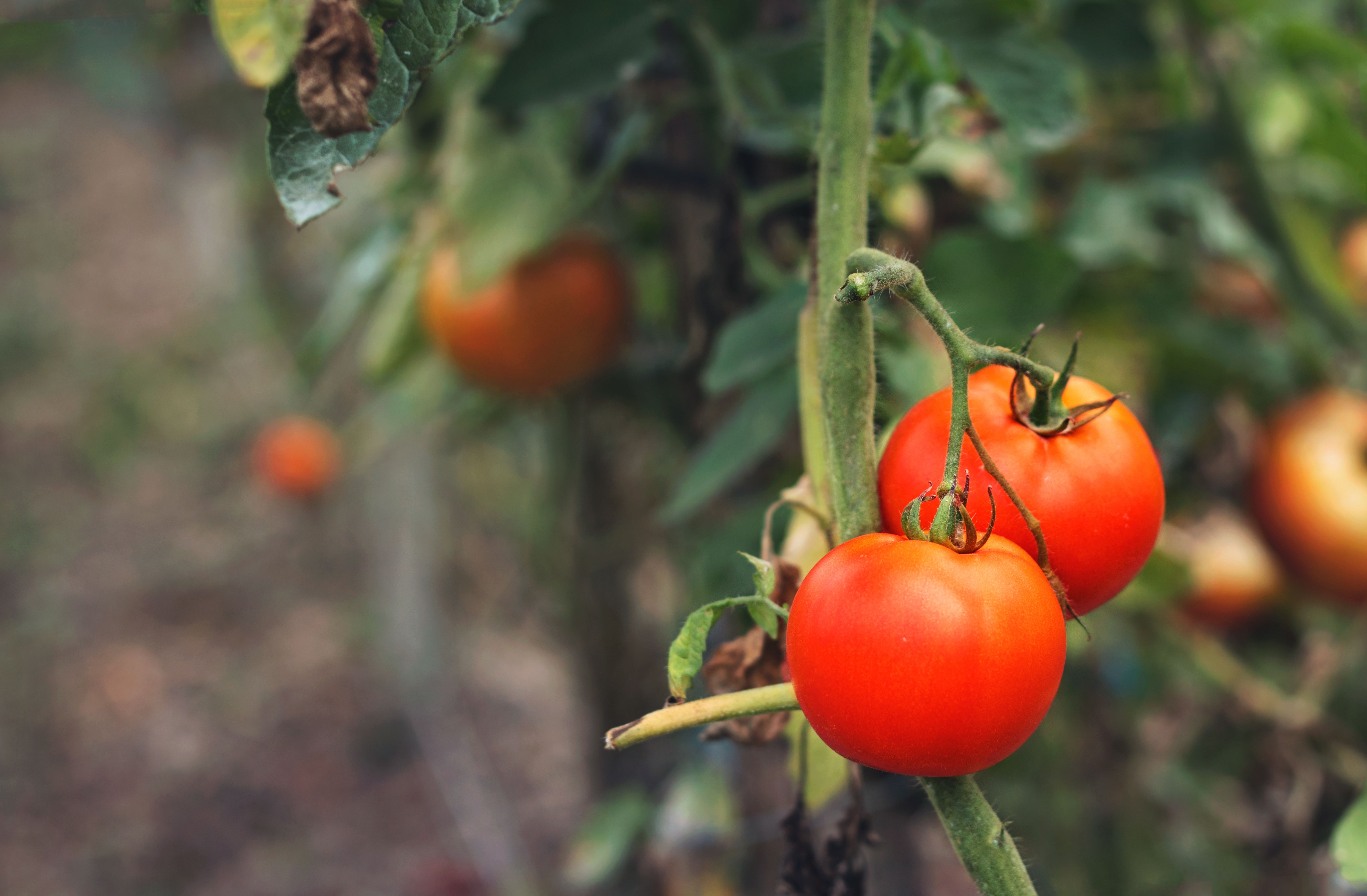 late tomato plants