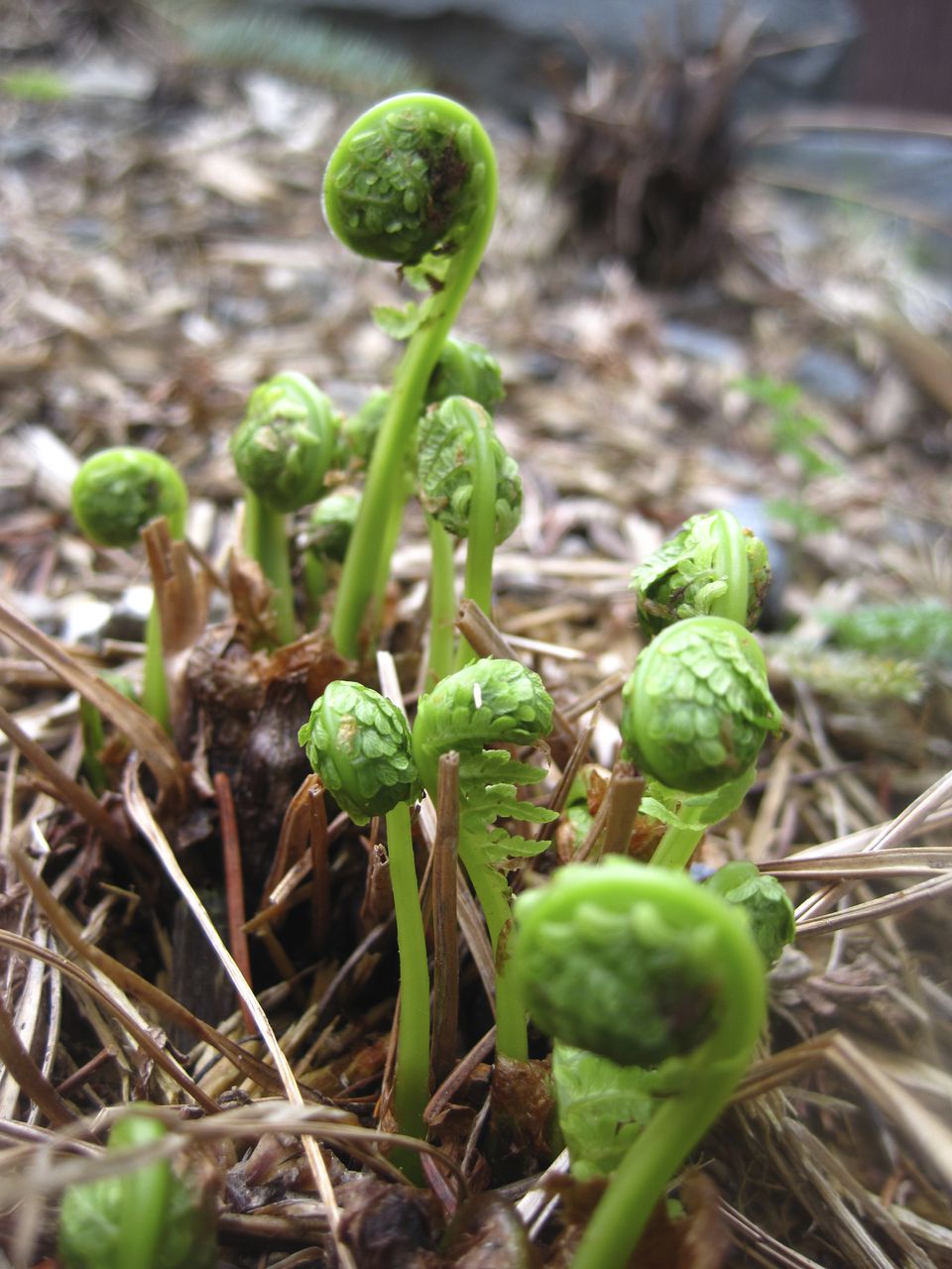 Fiddle fern plant Idea