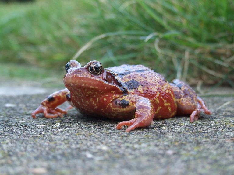 10 Fast Facts About Amphibians