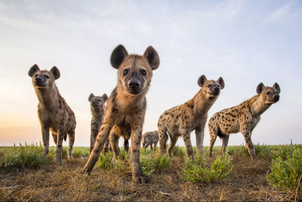 Spotted Hyenas Are Smart, Social and Ruled by Females