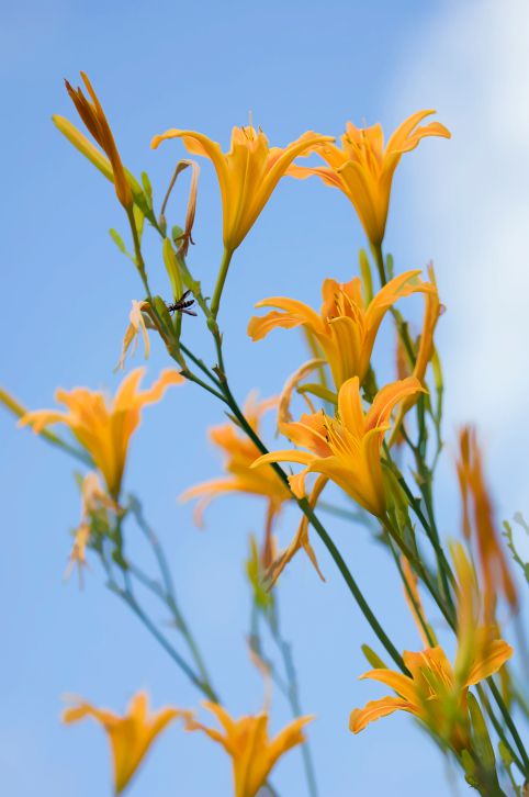 common-plants-that-are-toxic-to-birds