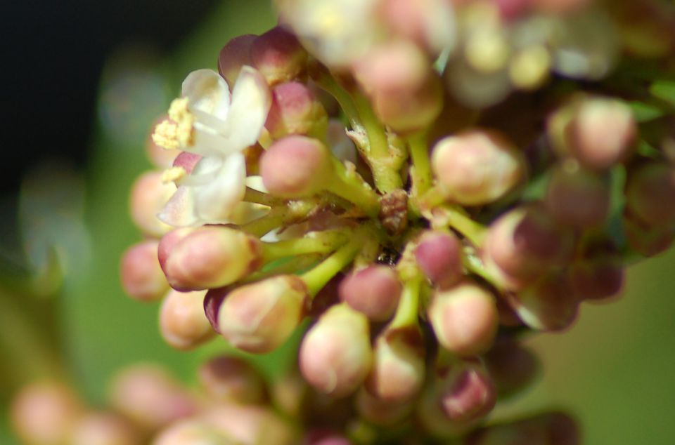 how-to-tell-male-and-female-holly-bushes-apart