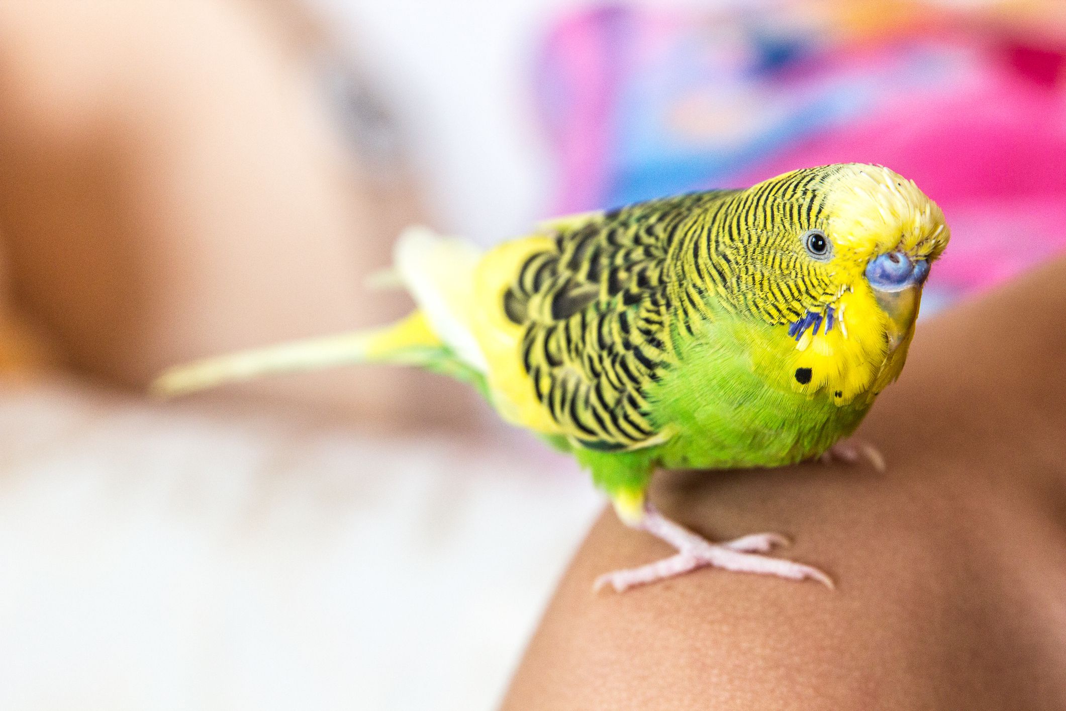 how-much-does-it-cost-to-buy-and-care-for-a-pet-bird