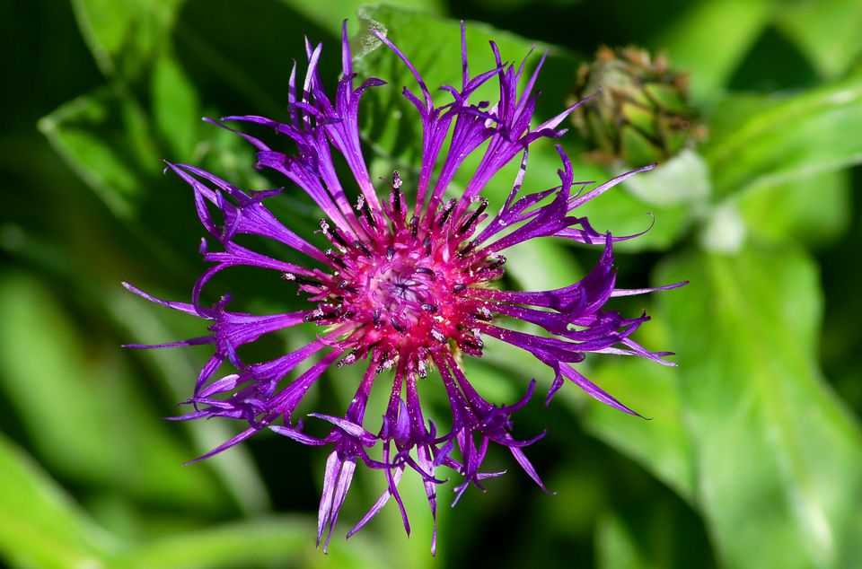 amethyst flower perennial