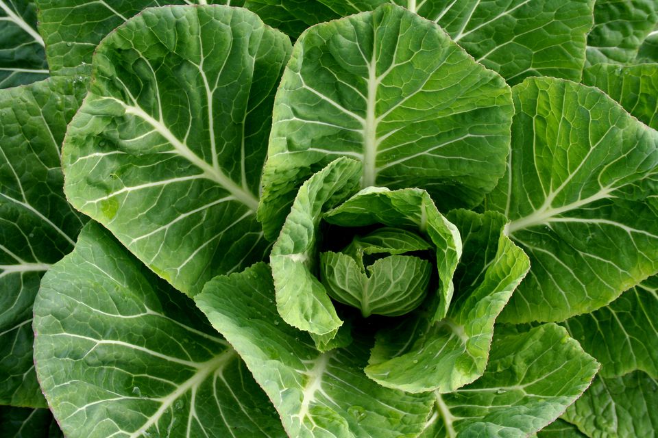 helpful-tips-for-growing-collard-greens-anywhere