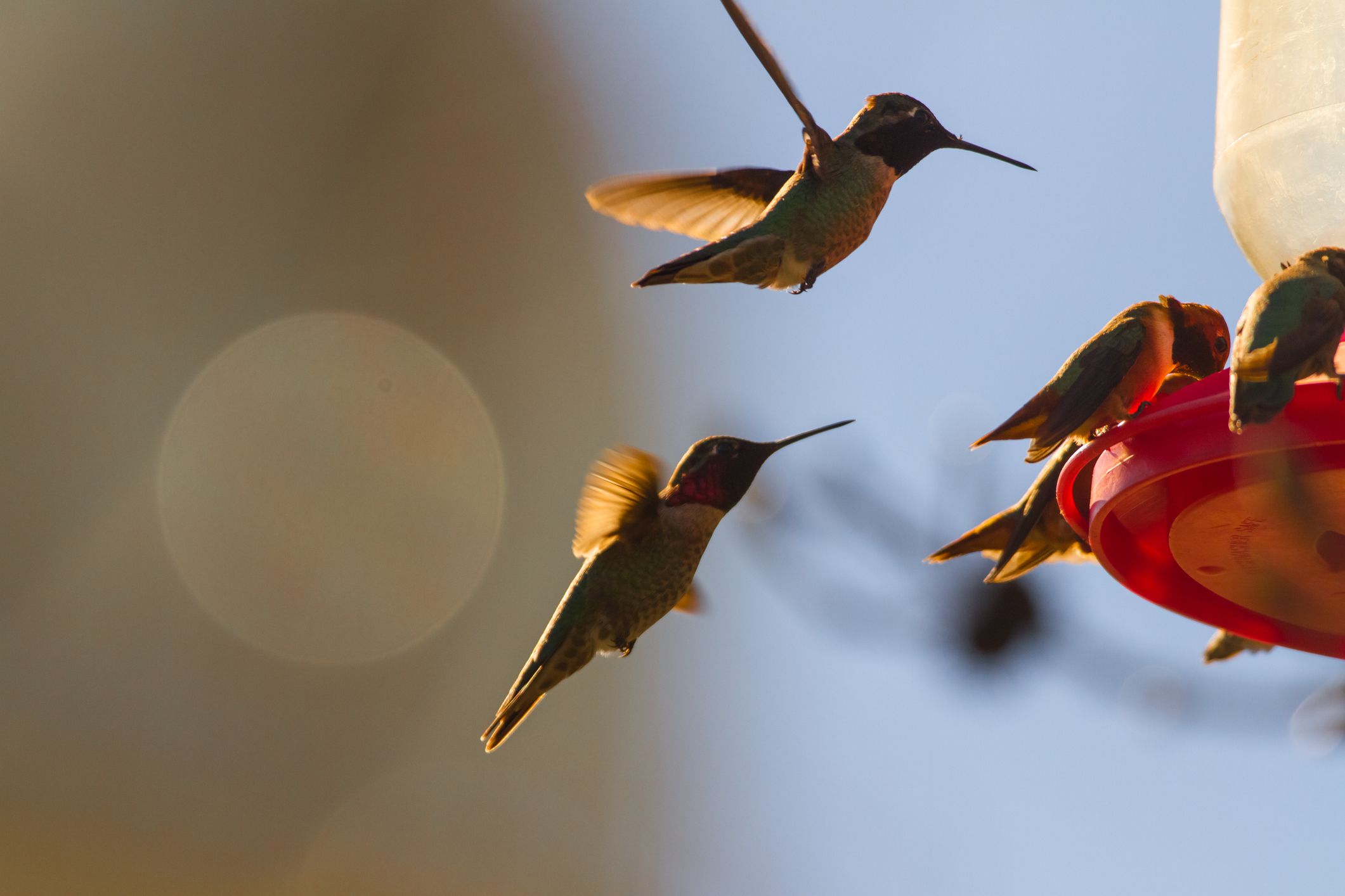 How To Get More Hummingbirds To Your Feeders 1433