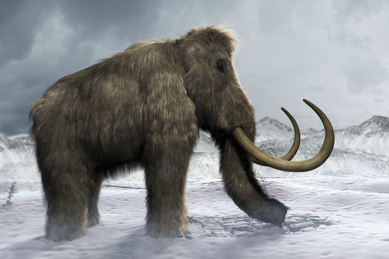 Woolly Mammoth