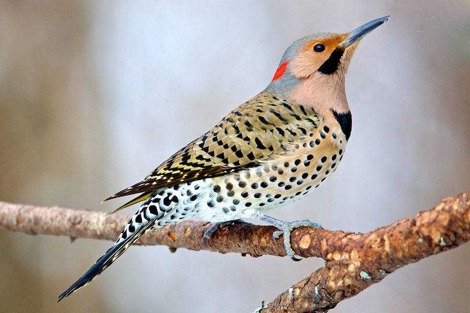 Northern Flicker - Colaptes auratus