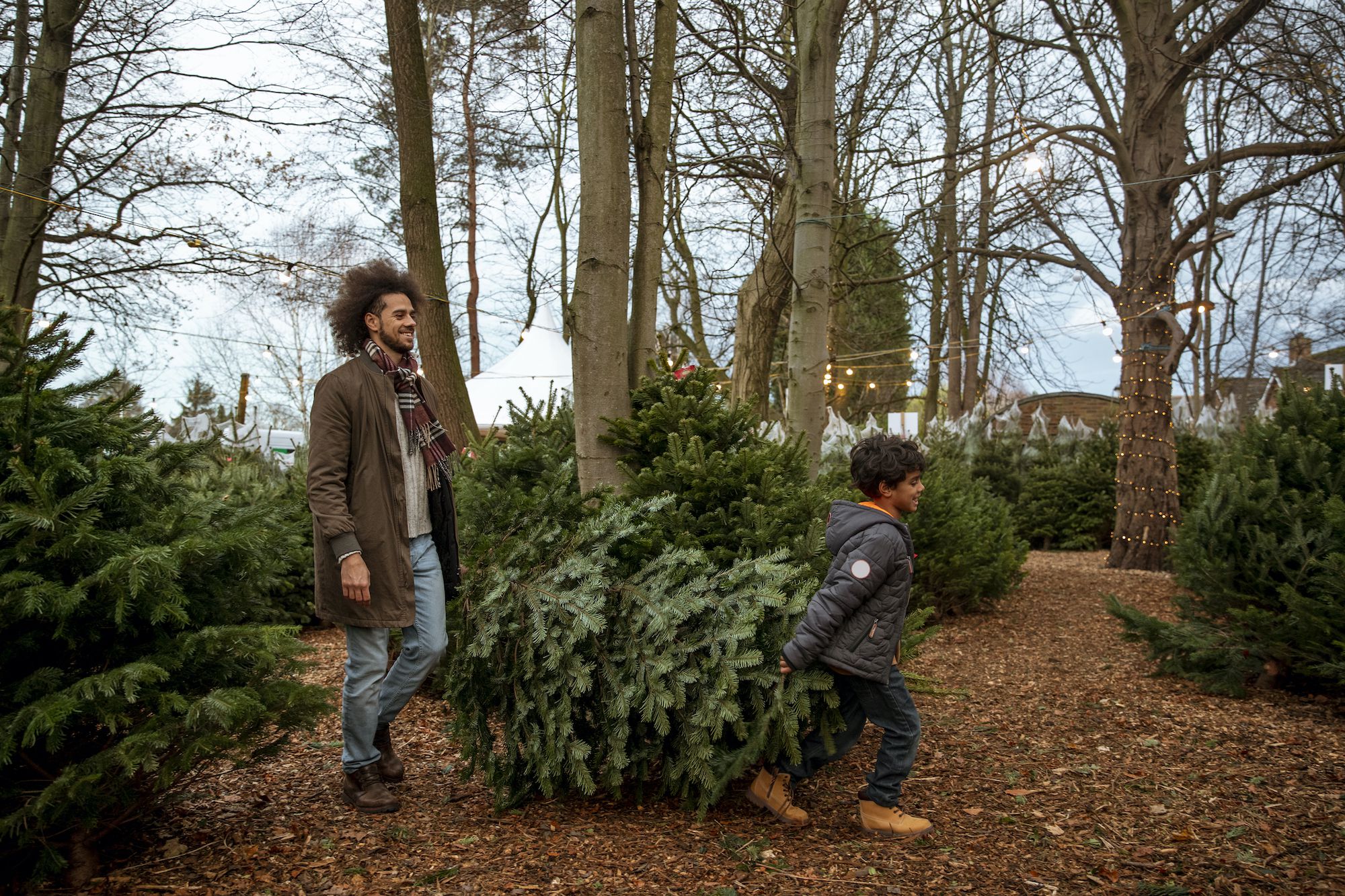 You Might Have Trouble Finding a Real Christmas Tree This Year