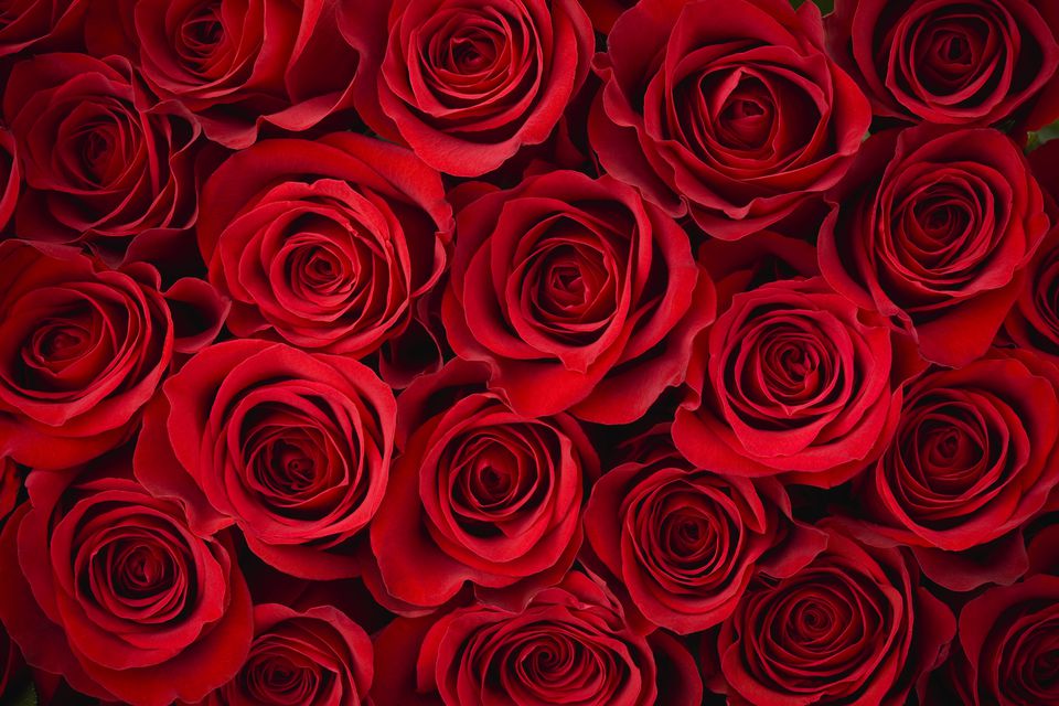 Top 8 Red Roses for Valentine's Day Ideas