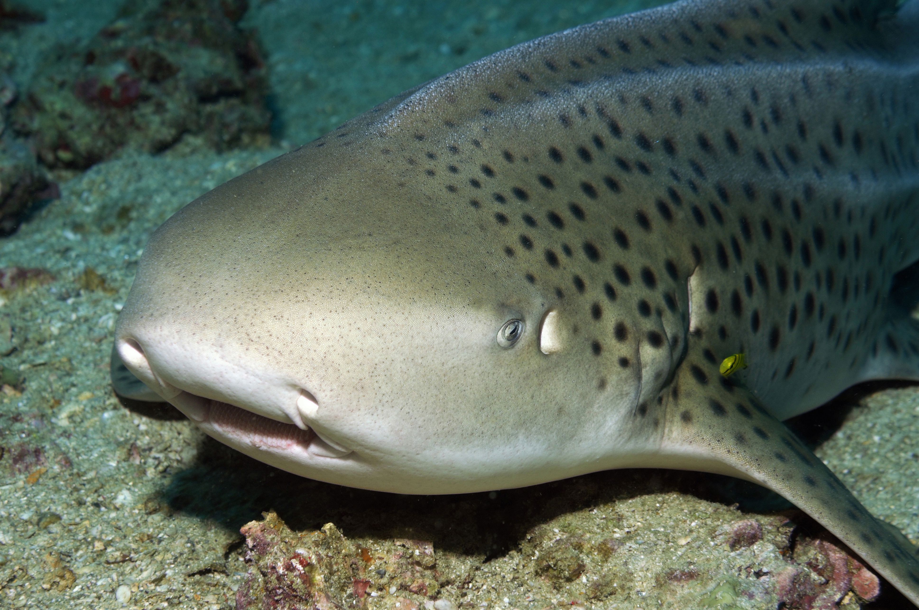 Leopard Sharks of La Jolla Swim with Leopard Sharks