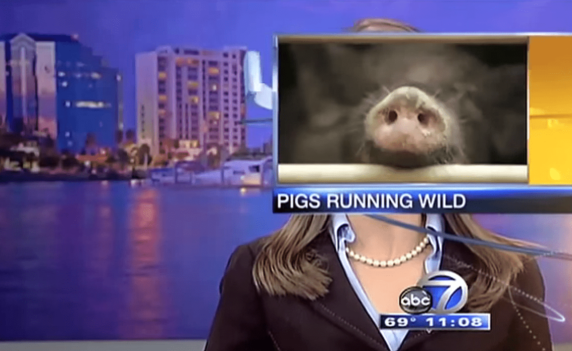 15 of the Best Funny TV News Bloopers