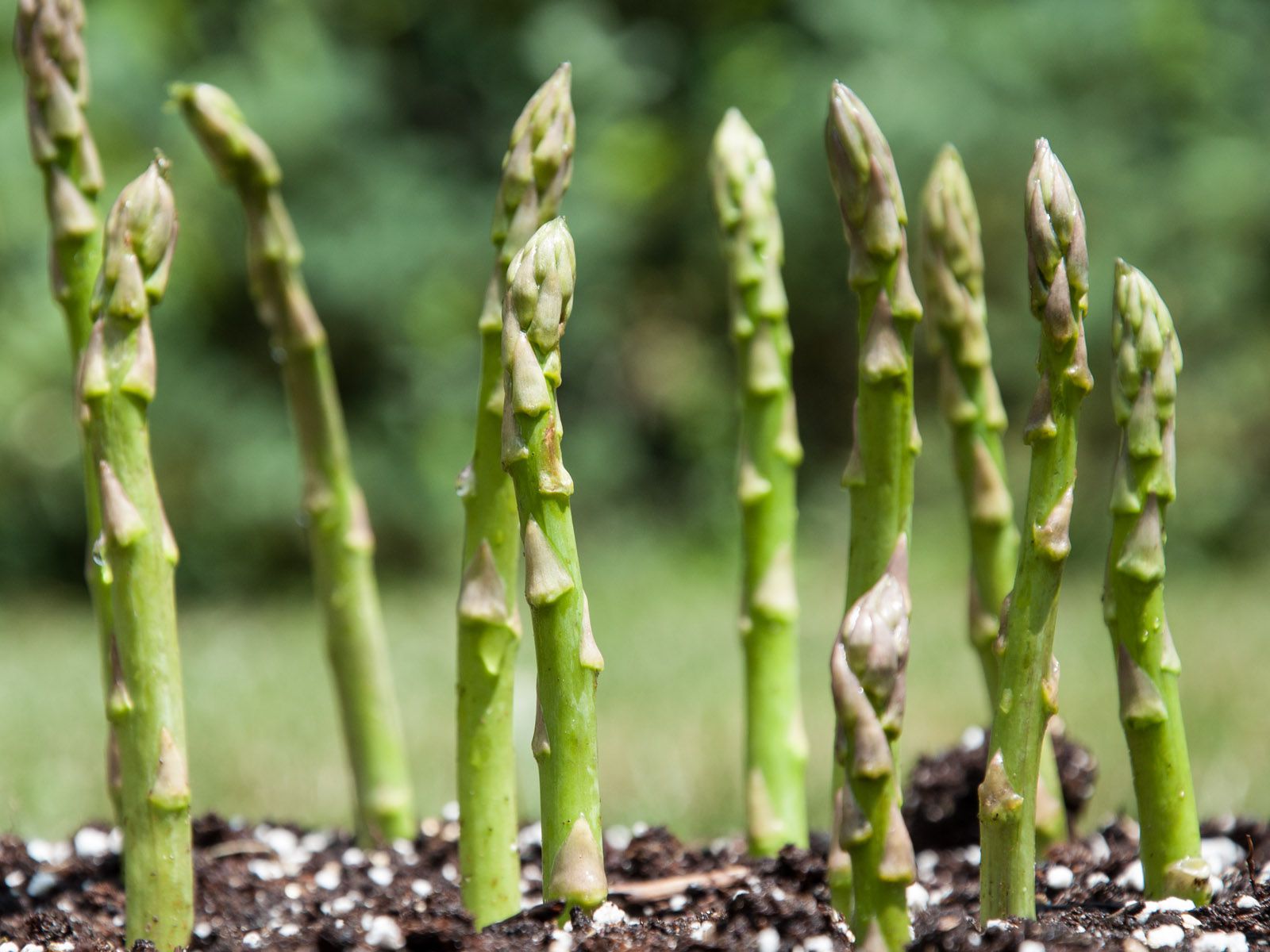 The Best Vegetables to Plant in Early Spring
