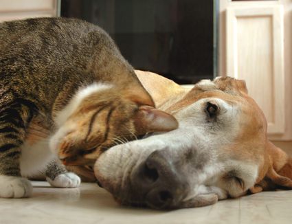 Cat Kneading and Other Odd Adult Feline Behavior