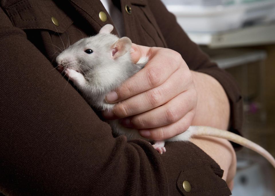 how-to-take-care-of-pet-rats