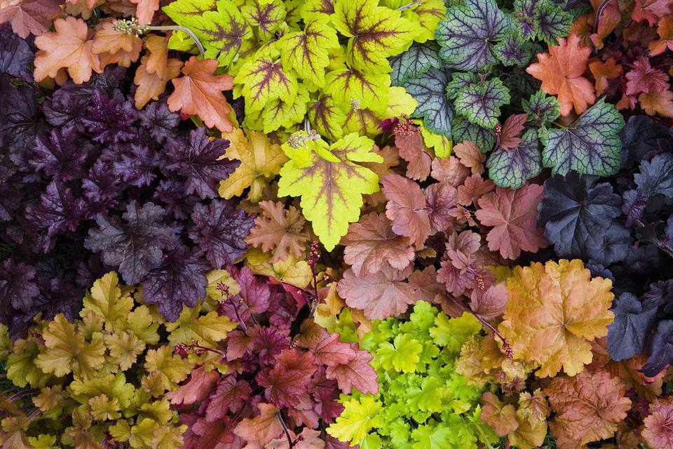 How to Grow Heuchera Organically