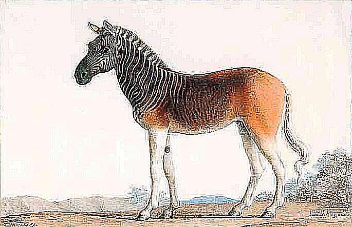 10-recently-extinct-horse-breeds