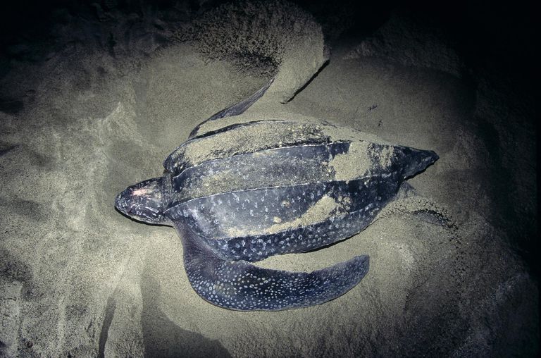 Five Facts About Leatherback Sea Turtles 4137