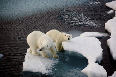 Polar Bear and Huskies at Play [Analysis]