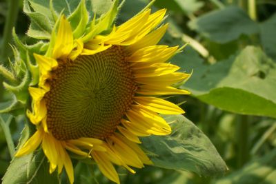 Reference Photos for Artists: Flowers