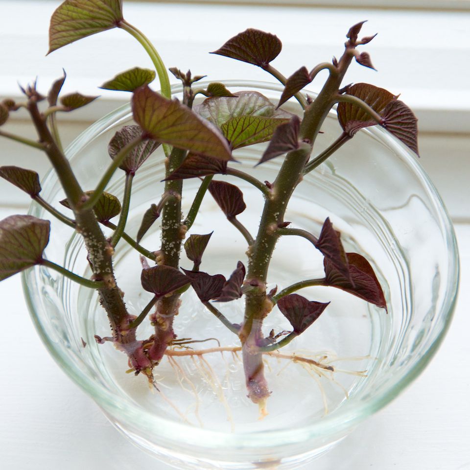 growing-sweet-potato-plants-in-pots