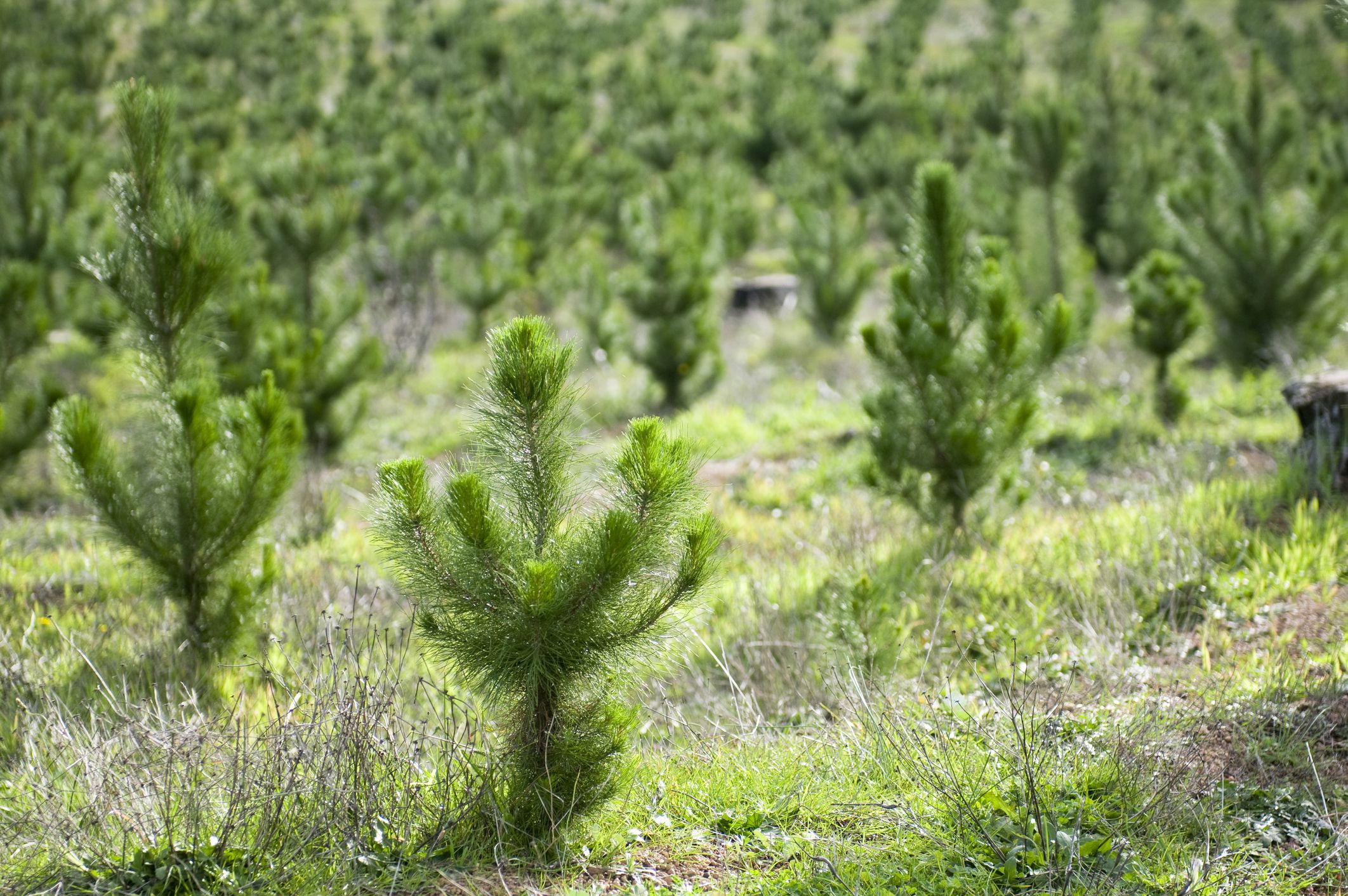 Why Planting Trees Is One of the Most Effective Forms of Climate Action