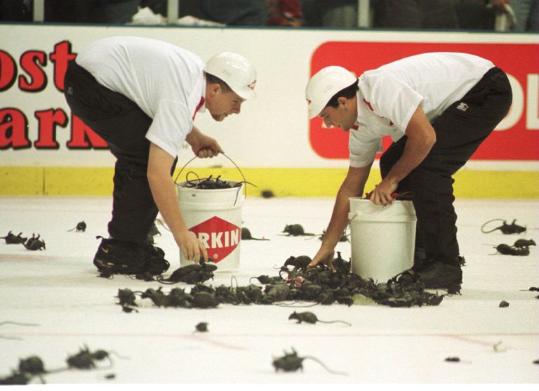 why-florida-panthers-fans-throw-rats-onto-the-ice