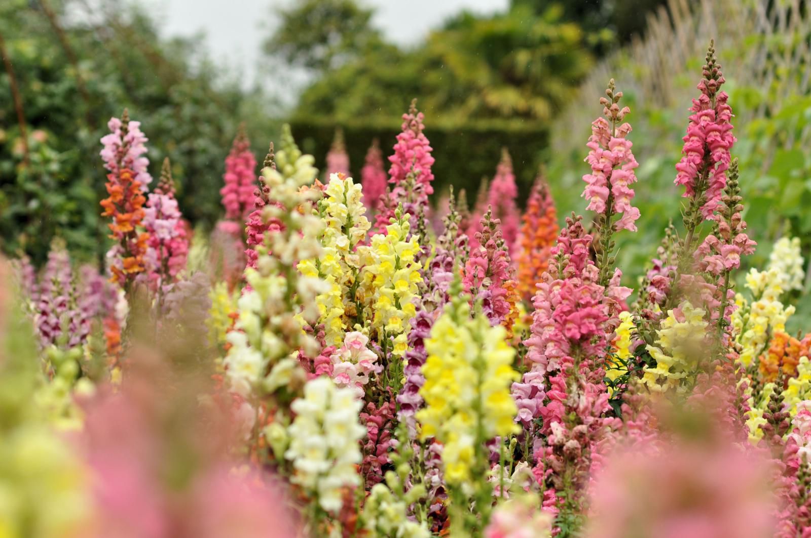 How to Grow and Care for Snapdragon Plants