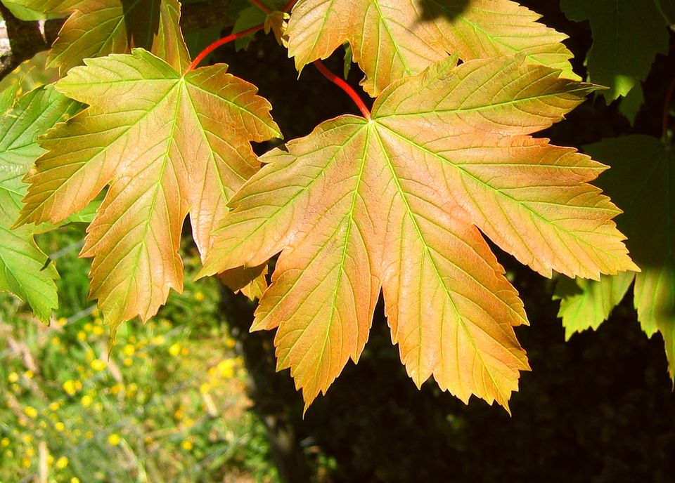 maple tree types and sizes