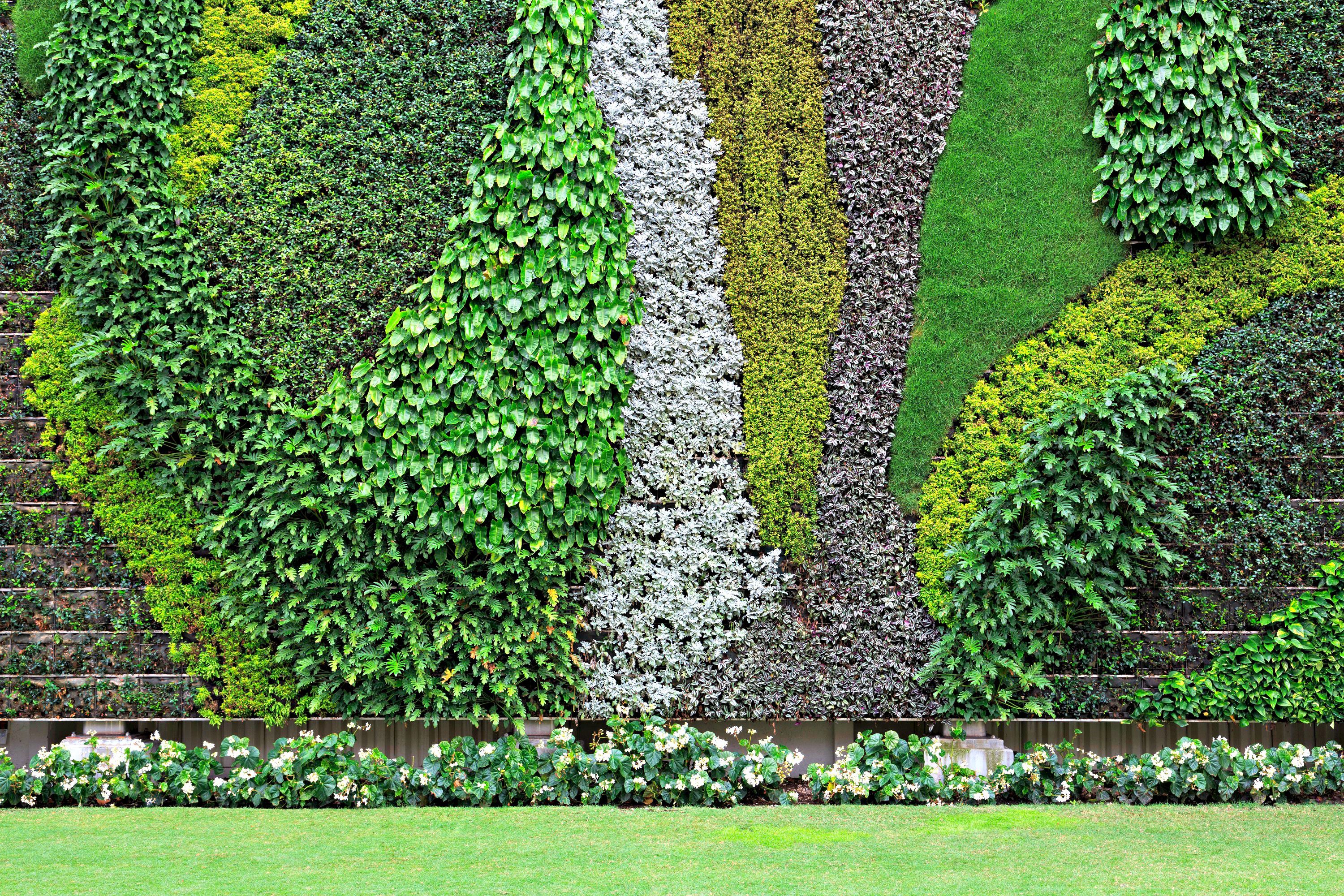 Vertical Garden History - The Best Plants for Walls