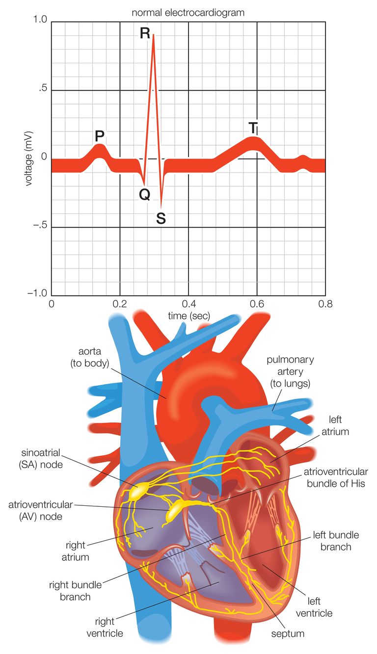 The Cardiac Electrical System and How the Heart Beats