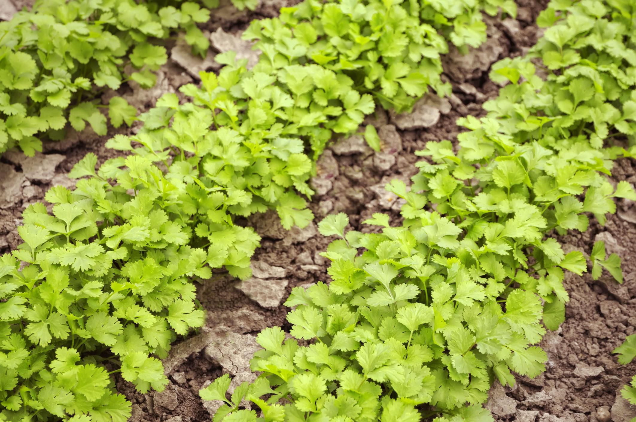 6 Best Herbs to Grow for Mexican Cooking on {keyword}