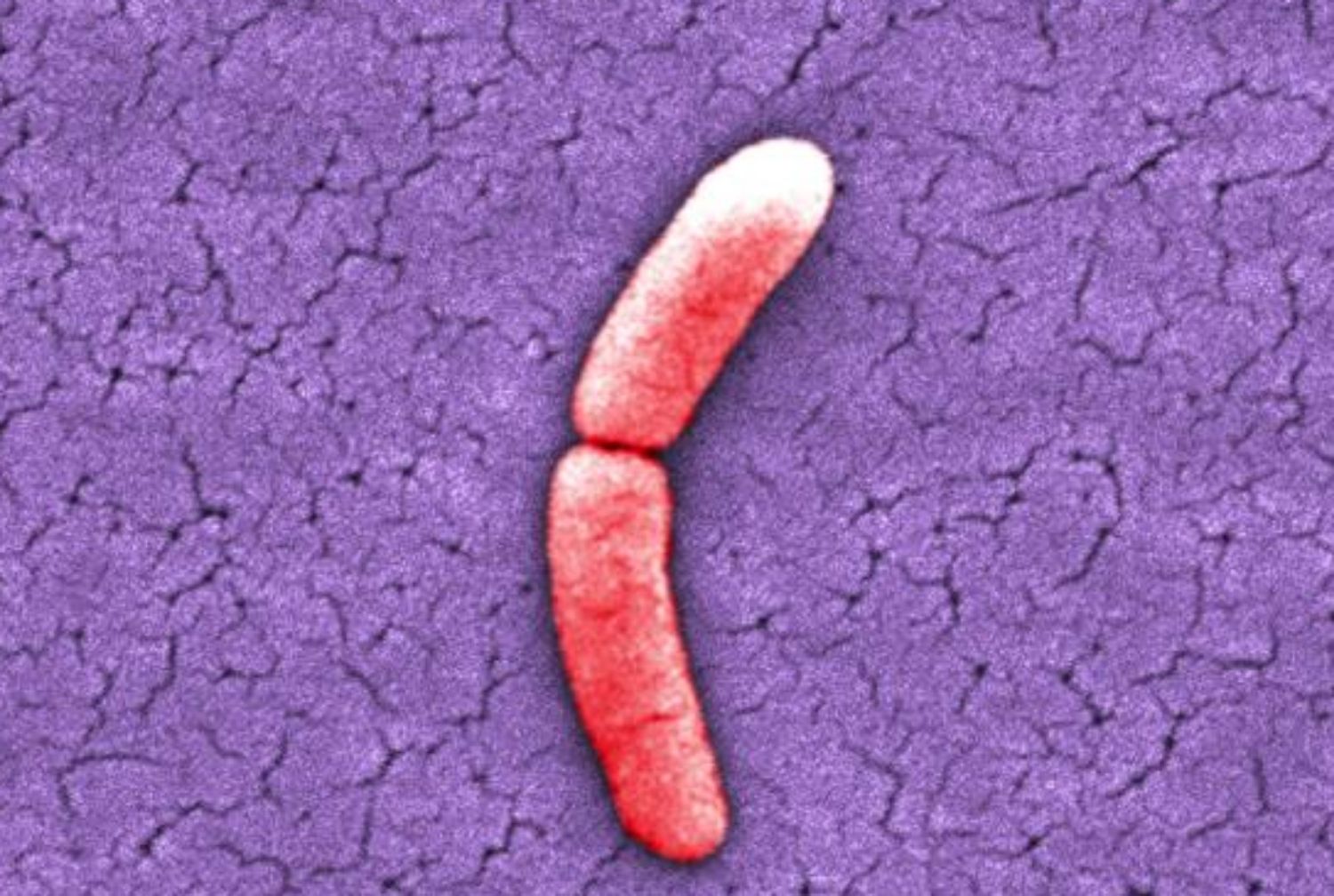 binary fission in bacteria