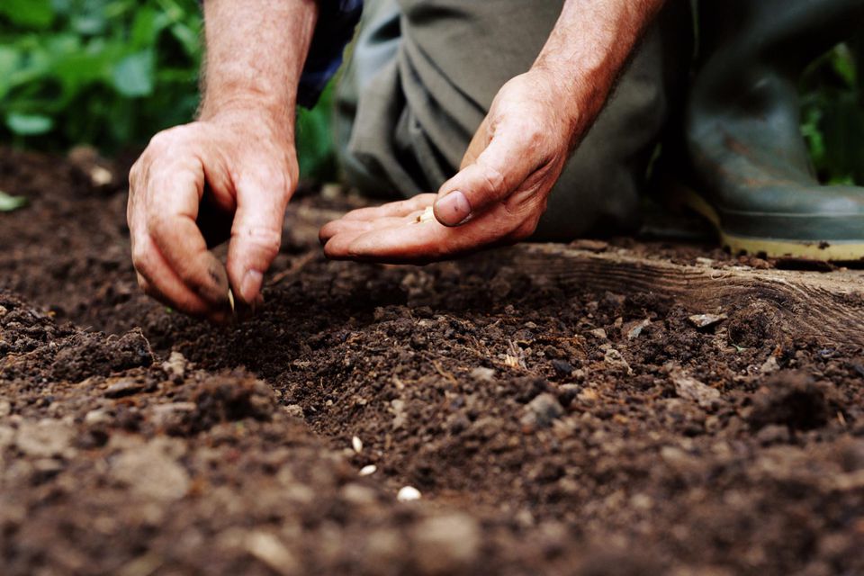 Determining the Proper Depth to Plant Seeds